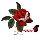 big red rose with name Yvonne