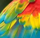 rainbow lorikeet