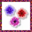 three flowers