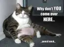 Funny Kitty
