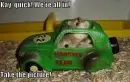 Funny Hamsters