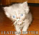 Funny Cat