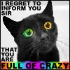 crazy cat