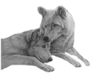white wolves