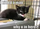 lol cat