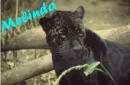 MELINDA