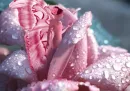 Flower Fairy