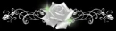 FLOWER DIVIDER