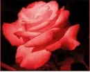 rose colors