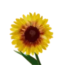 Bee in a flower