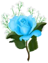 rose blue
