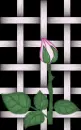 Blooming Pink Rose