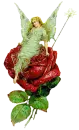 Green Fairy on Rose