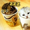 Catty Sleeping