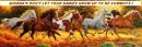 WILD HORSES