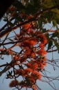 spring sun