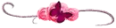Pink roses & butterfly
