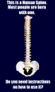 spine