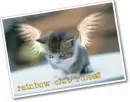 CAT!!