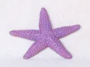 starfish