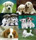 cute puppies