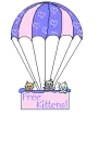 free kittens