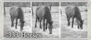 love horses