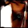 paint horse