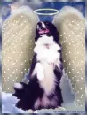 Border Collie Angel Dog