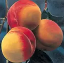 Persikor 