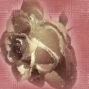 gold rose