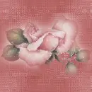 pink roses