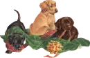 cute puppies