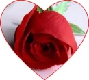 red rose