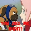 pakkun and sakura