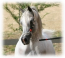 Beautiful horse