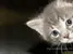 catt saying hello