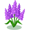 lavendar