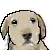 dog thinking about