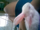 bunny