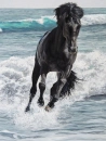 horses