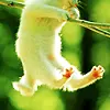 swinging cat