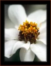 Zinna