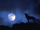 the light and the wolf