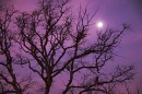 romantic
