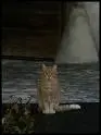 Firestar
