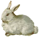 Bunny 