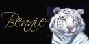 White Tiger Tag (blue eyes)- Bennie