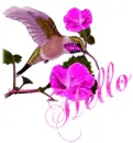 Hello hummingbird
