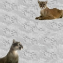 cougar
